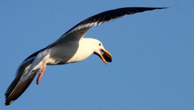 BIRD - GULL - WESTERN GULL - SAN IGNACIO LAGOON BAJA MEXICO.JPG