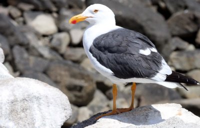 BIRD - GULL - YELLOW-FOOTED GULL - BAHIA DE LOS ANGELES DESERT BAJA MEXICO (2).JPG