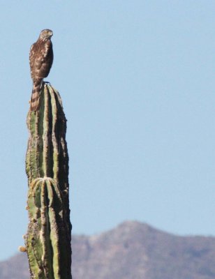 BIRD - HAWK - COOPER'S HAWK - ACCIPITER COOPERII - CATAVINA DESERT BAJA MEXICO (4).JPG