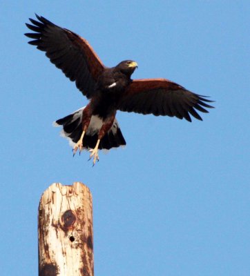 BIRD - HAWK - HARRIS'S HAWK - PARABUTEO UNICINCTUS - OJO DE LIEBRE LAGOON BAJA MEXICO (5).JPG