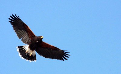 BIRD - HAWK - HARRIS'S HAWK - PARABUTEO UNICINCTUS - OJO DE LIEBRE LAGOON BAJA MEXICO (7).JPG