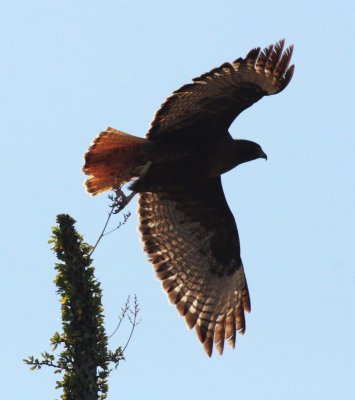 BIRD - HAWK - RED-TAILED HAWK - WESTERN DARK ADULT - CATAVINA DESERT BAJA MEXICO (2).JPG