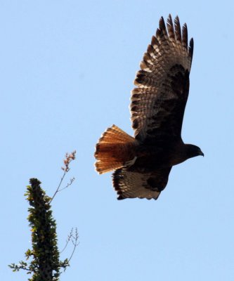 BIRD - HAWK - RED-TAILED HAWK - WESTERN DARK ADULT - CATAVINA DESERT BAJA MEXICO (3).JPG