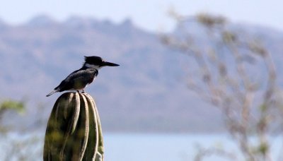 BIRD - KINGFISHER - BELTED KINGFISHER - BAHIA CONCEPCION BAJA MEXICO (7).JPG