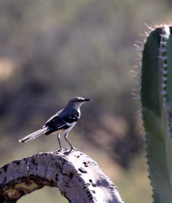 BIRD - MOCKINGBIRD - NORTHERN MOCKINGBIRD - MIMUS POLYGLOTTOS - CATAVINA DESERT BAJA MEXICO (8).JPG