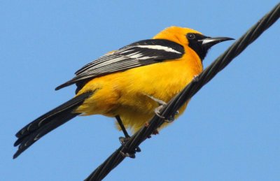 BIRD - ORIOLE - HOODED ORIOLE - ICTERUS CUCULLATUS - ADULT WESTERN - LORETO BAJA MEXICO (5).JPG