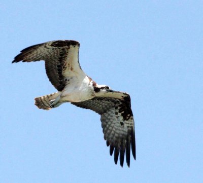 BIRD - OSPREY - SAN IGNACIO LAGOON BAJA MEXICO (15).JPG