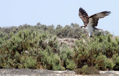 BIRD - OSPREY - SAN IGNACIO LAGOON BAJA MEXICO (24).JPG