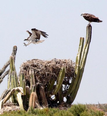 BIRD - OSPREY - SAN IGNACIO LAGOON BAJA MEXICO (68).JPG