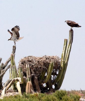 BIRD - OSPREY - SAN IGNACIO LAGOON BAJA MEXICO (70).JPG