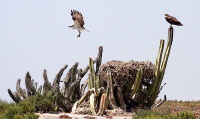BIRD - OSPREY - SAN IGNACIO LAGOON BAJA MEXICO (81).JPG
