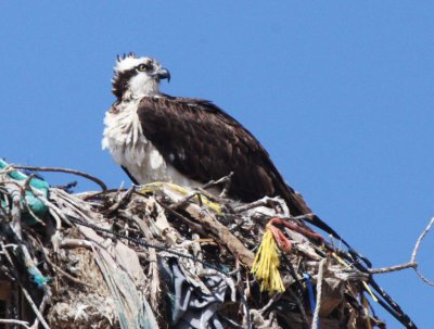 BIRD - OSPREY - VIZCAINO BIOSPHERE RESERVE - VIZCAINO TOWN BAJA MEXICO (8).JPG