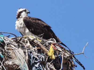 BIRD - OSPREY - VIZCAINO BIOSPHERE RESERVE - VIZCAINO TOWN BAJA MEXICO (9).JPG