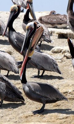 BIRD - PELICAN - BROWN PELICAN - SAN IGNACIO LAGOON BAJA MEXICO (13).JPG