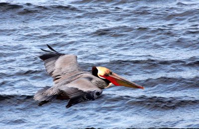 BIRD - PELICAN - BROWN PELICAN - SAN IGNACIO LAGOON BAJA MEXICO (31).JPG