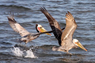 BIRD - PELICAN - BROWN PELICAN - SAN IGNACIO LAGOON BAJA MEXICO (46).JPG