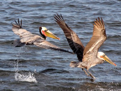 BIRD - PELICAN - BROWN PELICAN - SAN IGNACIO LAGOON BAJA MEXICO (50).JPG