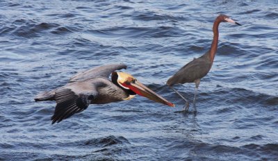 BIRD - PELICAN - BROWN PELICAN - SAN IGNACIO LAGOON BAJA MEXICO (53).JPG