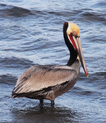 BIRD - PELICAN - BROWN PELICAN - SAN IGNACIO LAGOON BAJA MEXICO (64).JPG