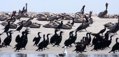 BIRD - PELICAN - BROWN PELICAN - WITH BRANDTS AND PELAGIC CORMORANTS - SAN IGNACIO LAGOON BAJA MEXICO (7).JPG