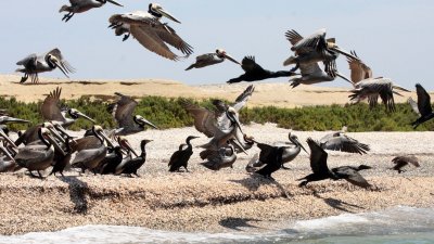 BIRD - PELICAN - BROWN PELICAN WITH DOUBLE-CRESTED CORMORANTS - SAN IGNACIO LAGOON BAJA MEXICO (10).JPG