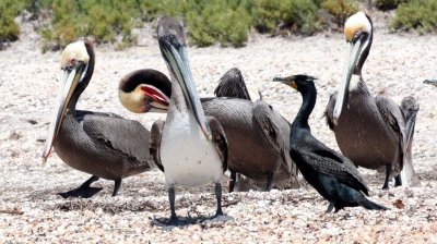 BIRD - PELICAN - BROWN PELICAN WITH DOUBLE-CRESTED CORMORANTS - SAN IGNACIO LAGOON BAJA MEXICO (23).JPG