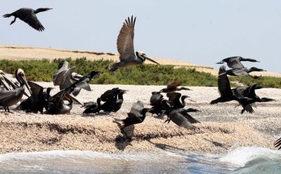 BIRD - PELICAN - BROWN PELICAN WITH DOUBLE-CRESTED CORMORANTS - SAN IGNACIO LAGOON BAJA MEXICO (4).JPG