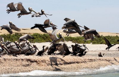 BIRD - PELICAN - BROWN PELICAN WITH DOUBLE-CRESTED CORMORANTS - SAN IGNACIO LAGOON BAJA MEXICO (8).JPG