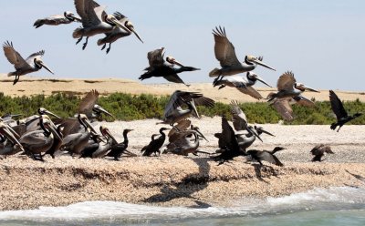 BIRD - PELICAN - BROWN PELICAN WITH DOUBLE-CRESTED CORMORANTS - SAN IGNACIO LAGOON BAJA MEXICO (9).JPG