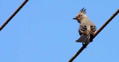 BIRD - PHAINOPEPLA - FEMALE - LORETO BAJA MEXICO (13).JPG