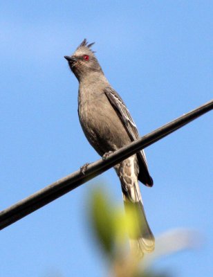 BIRD - PHAINOPEPLA - FEMALE - LORETO BAJA MEXICO (4).JPG