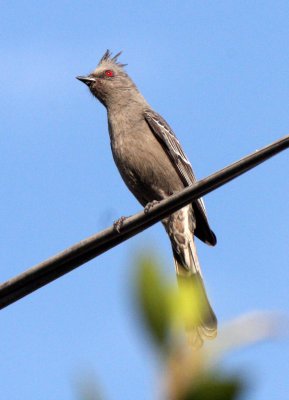 BIRD - PHAINOPEPLA - FEMALE - LORETO BAJA MEXICO (6).JPG