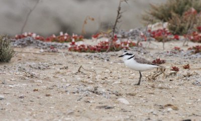 BIRD - PLOVER - SNOWY PLOVER - CHARADRIUS ALEXANDRINUS - OJO DE LIEBRE LAGOONS BAJA MEXICO (11).JPG