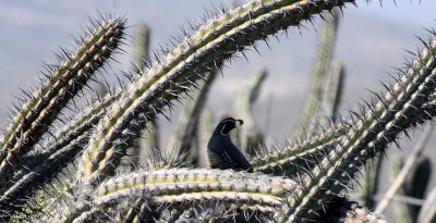BIRD - QUAIL - CALIFORNIA QUAIL - HIDDING IN SOUR PITAYA - CATAVINA DESERT BAJA MEXICO (2).JPG