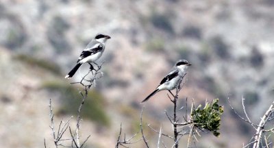 BIRD - SHRIKE - LOGGERHEAD SHRIKE - ISLA SANTA CATALINA BAJA MEXIO (5).JPG