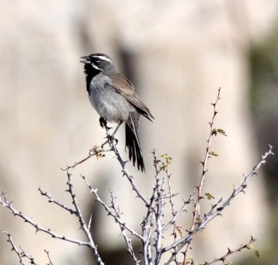 BIRD - SPARROW - BLACK-THROATED SPARROW - WITH FEMALE - CATAVINA DESERT BAJA MEXICO (3).JPG