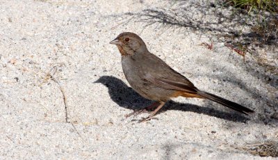 BIRD - TOWHEE - CALIFORNIA TOWHEE - PIPILO CRISSALIS - CATAVINA DESERT BAJA MEXICO (3).JPG