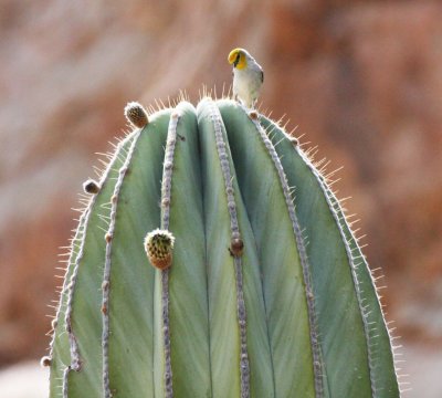 BIRD - VERDIN - ISLA SANTA CATALINA BAJA MEXIO (9).JPG