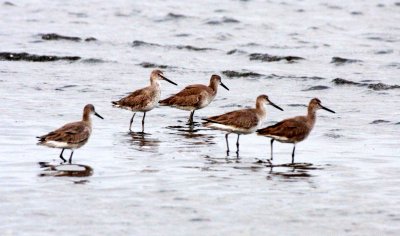 BIRD - WILLET - SAN IGNACIO LAGOON BAJA MEXICO (6).JPG