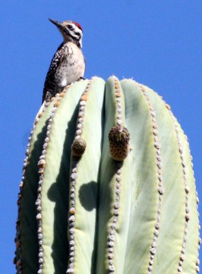 BIRD - WOODPECKER - LADDER-BACKED WOODPECKER - PICOIDES SCALARIS - ISLA SANTA CATALINA BAJA MEXIO (2).JPG