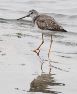 BIRD - YELLOWLEGS - GREATER YELLOWLEGS - TRINGA MELANOLEUCA - OJO DE LIEBRE LAGOONS BAJA MEXICO (2).JPG