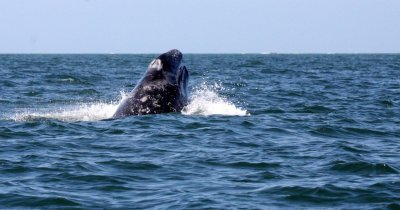 CETACEAN - WHALE - GRAY WHALE - BREACH - SAN IGNACIO LAGOON BAJA MEXICO (17).JPG