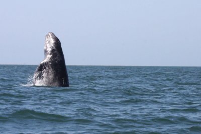 CETACEAN - WHALE - GRAY WHALE - BREACH - SAN IGNACIO LAGOON BAJA MEXICO (19).JPG