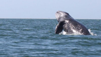 CETACEAN - WHALE - GRAY WHALE - BREACH - SAN IGNACIO LAGOON BAJA MEXICO (22).jpg