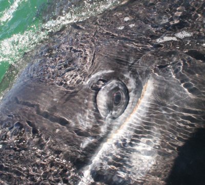 CETACEAN - WHALE - GRAY WHALE - EYE CLOSE UPS - SAN IGNACIO LAGOON BAJA MEXICO (2).jpg