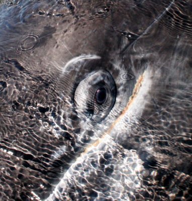 CETACEAN - WHALE - GRAY WHALE - EYE CLOSE UPS - SAN IGNACIO LAGOON BAJA MEXICO (5).jpg