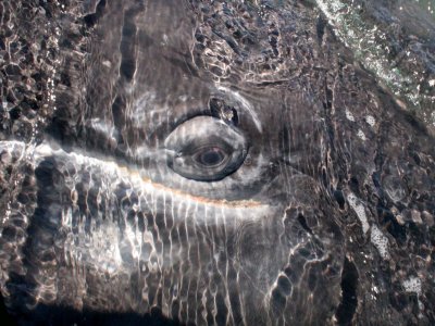 CETACEAN - WHALE - GRAY WHALE - EYE CLOSE UPS - SAN IGNACIO LAGOON BAJA MEXICO.JPG