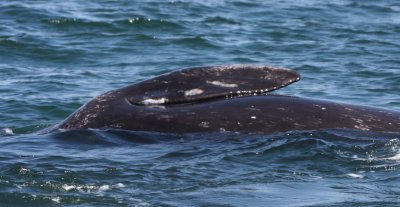 CETACEAN - WHALE - GRAY WHALE - PECTORAL FINS - SAN IGNACIO LAGOON BAJA MEXICO (2).JPG