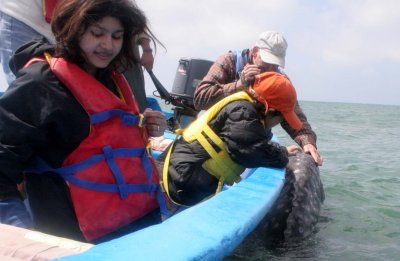 CETACEAN - WHALE - GRAY WHALE - PETTING FRIENDLY WHALES - SAN IGNACIO LAGOON BAJA MEXICO (157).JPG