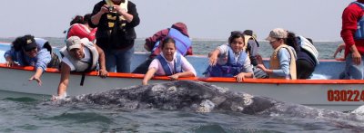 CETACEAN - WHALE - GRAY WHALE - PETTING FRIENDLY WHALES - SAN IGNACIO LAGOON BAJA MEXICO (17).JPG